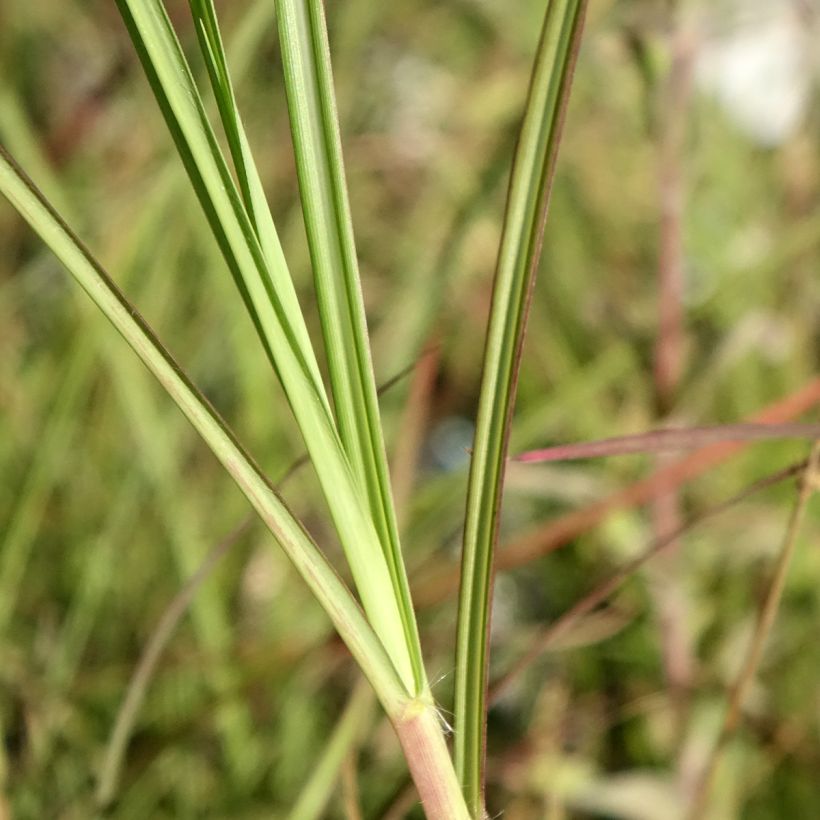 Miscanto sinensis China (Folhagem)