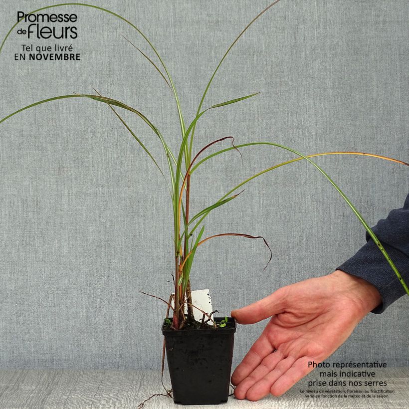 Amostra de Miscanto sinensis China Vaso de 8/9 cm tal como entregue no outono