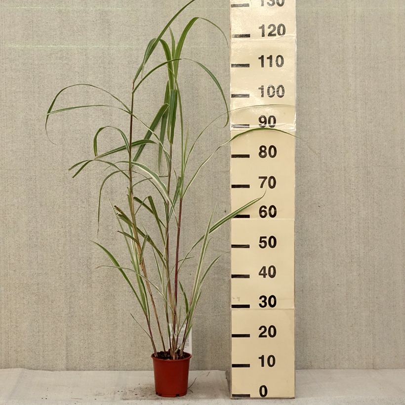 Amostra de Miscanthus sinensis Cosmopolitan - Eulalie, Roseau de Chine Pot de 1L/1,5L tal como entregue no outono