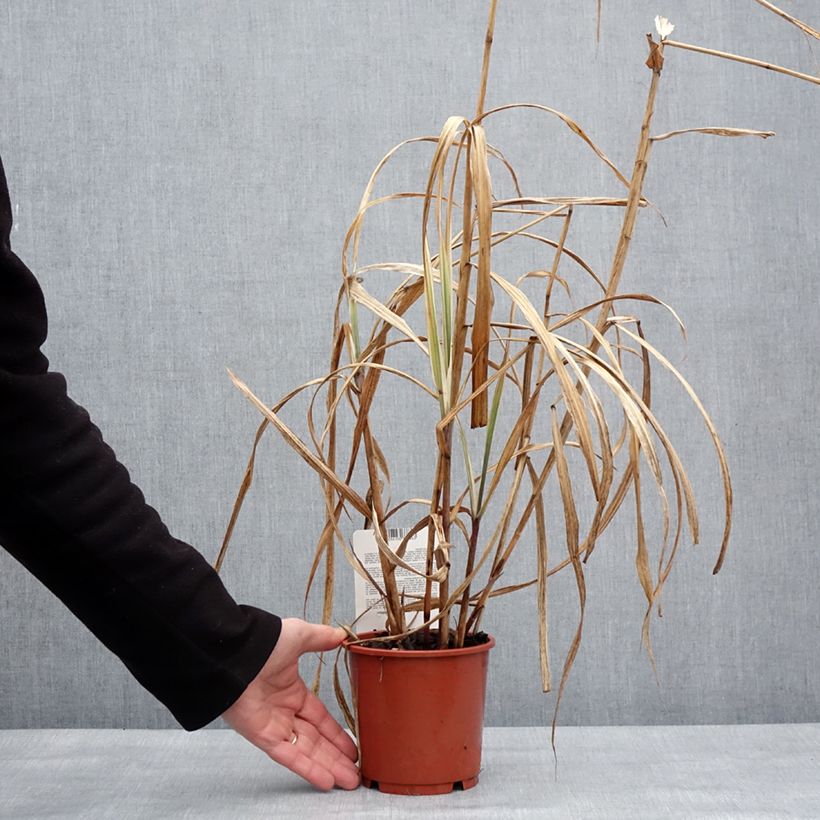 Amostra de Miscanto sinensis Cosmopolitan Vaso de 1 L/1,5 L tal como entregue no inverno