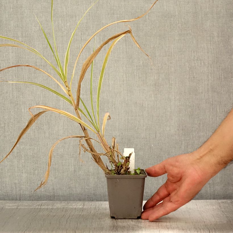 Amostra de Miscanto sinensis Cosmopolitan Vaso de 8/9 cm tal como entregue no outono