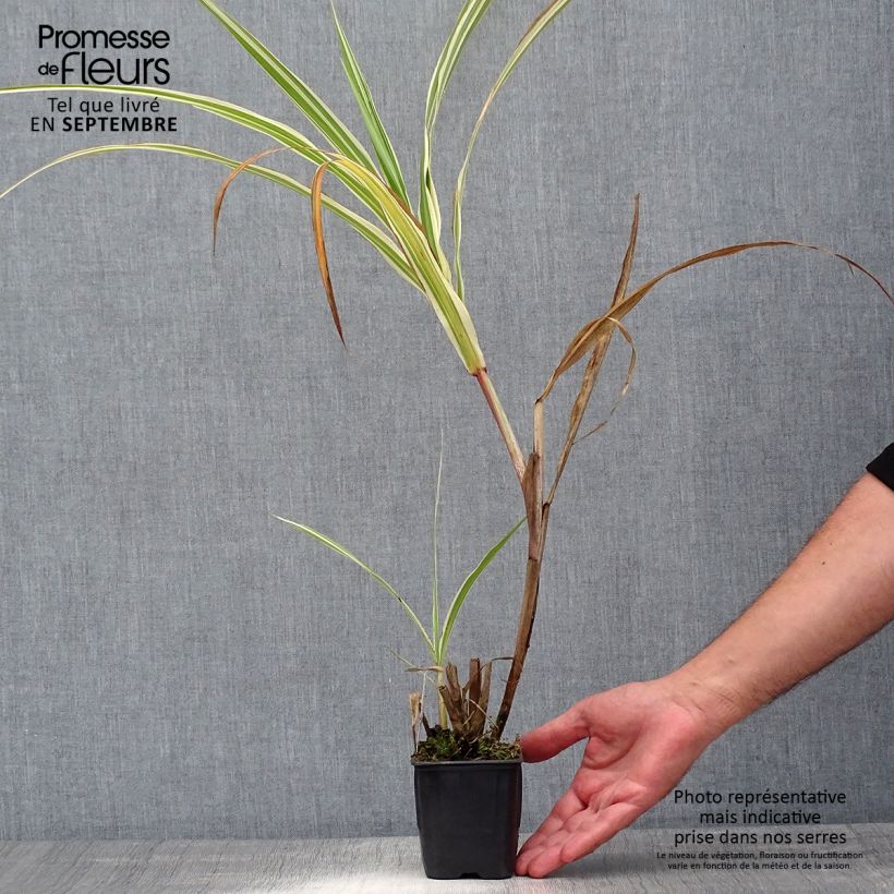 Amostra de Miscanto sinensis Cosmopolitan Vaso de 8/9 cm tal como entregue no verão