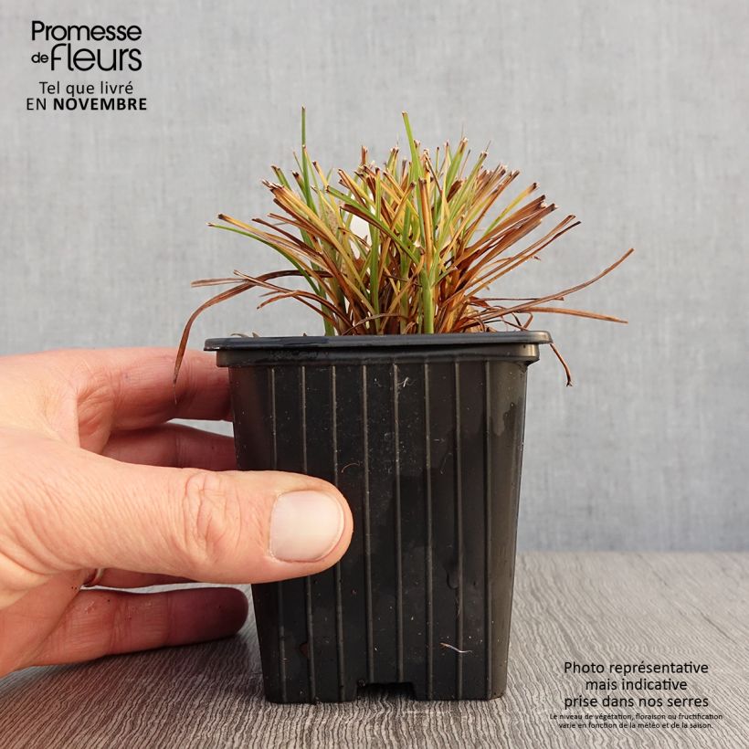 Amostra de Miscanto sinensis Cute One Vaso de 8/9 cm tal como entregue no outono