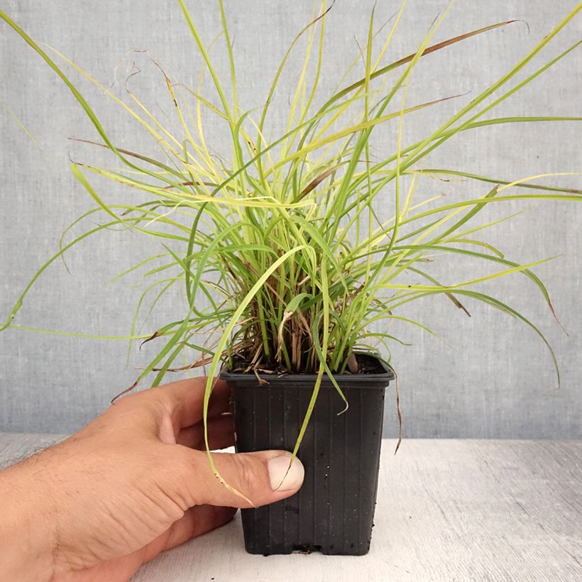 Amostra de Miscanto sinensis Cute One Vaso de 8/9 cm tal como entregue no verão