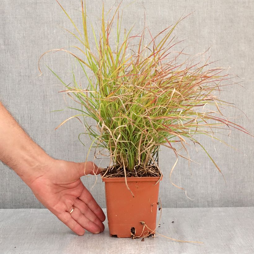Amostra de Miscanto sinensis Cute One Vaso de 1 L/1,5 L tal como entregue no verão