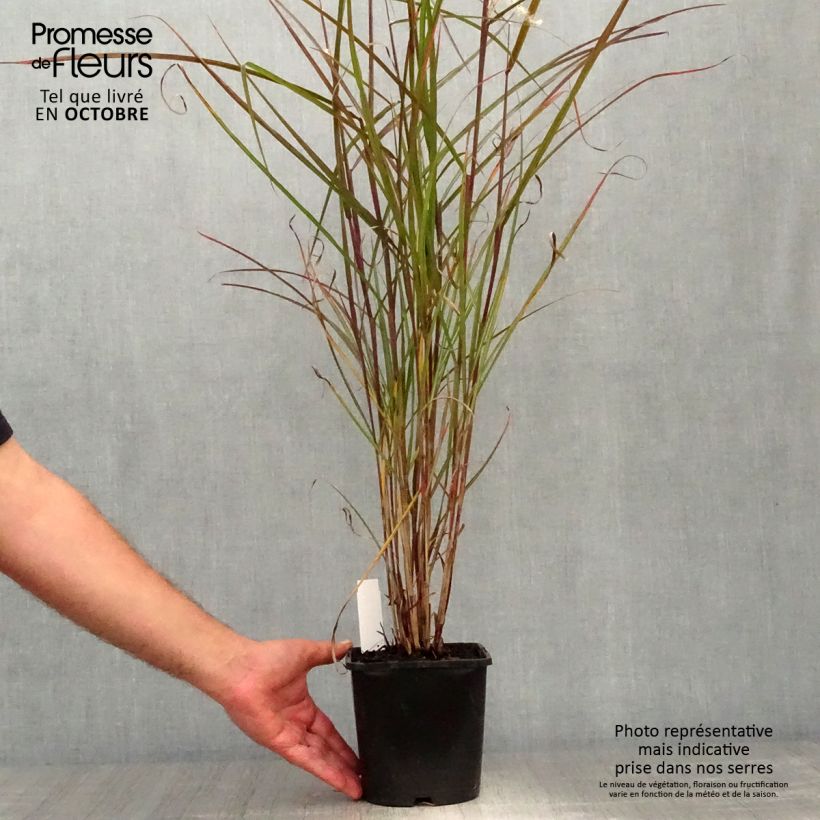 Amostra de Miscanto sinensis Dronning Ingrid Vaso de 8/9 cm tal como entregue no outono