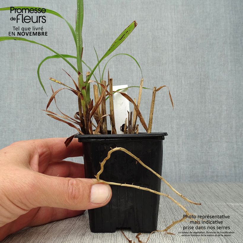 Amostra de Miscanto sinensis Emmanuel Lepage Vaso de 8/9 cm tal como entregue no outono