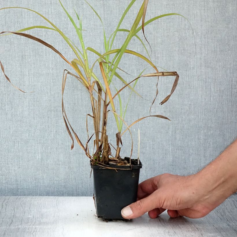 Amostra de Miscanto sinensis Emmanuel Lepage Vaso de 8/9 cm tal como entregue no verão