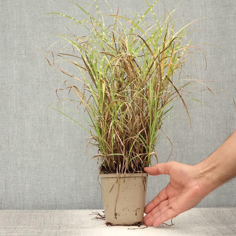 Amostra de Miscanto sinensis Etincelle Vaso de 8/9 cm tal como entregue no verão