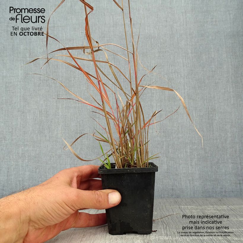Amostra de Miscanto sinensis Ferner Osten Vaso de 8/9 cm tal como entregue no outono
