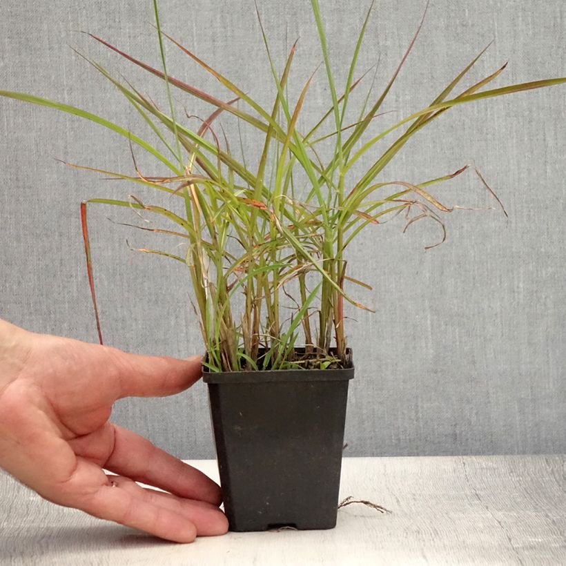 Amostra de Miscanto sinensis Ferner Osten Vaso de 8/9 cm tal como entregue no verão