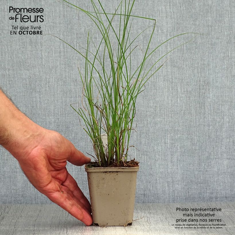 Amostra de Miscanto sinensis Flamingo Vaso de 8/9 cm tal como entregue no outono