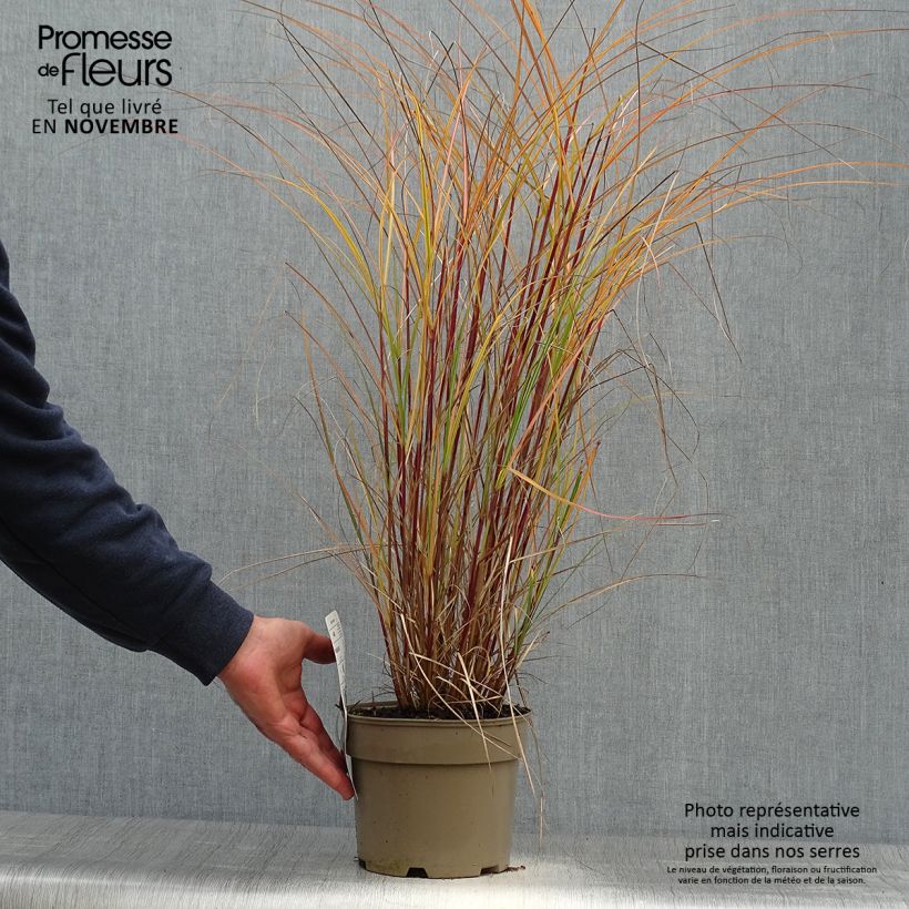 Amostra de Miscanto sinensis Flamingo Vaso de 2 L/3 L tal como entregue no outono