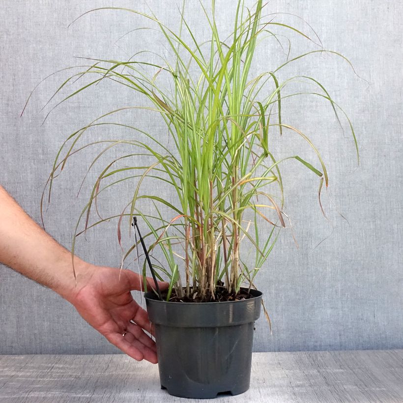 Amostra de Miscanto sinensis Flamingo Vaso de 2 L/3 L tal como entregue no verão
