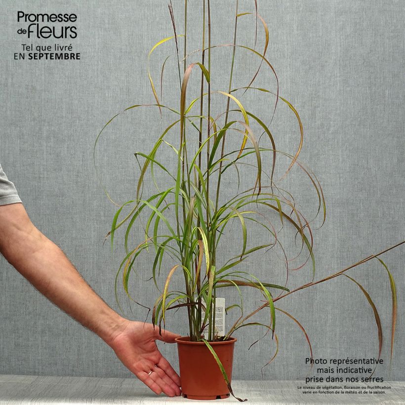 Amostra de Miscanto sinensis Ghana Vaso de 1 L/1,5 L tal como entregue no outono