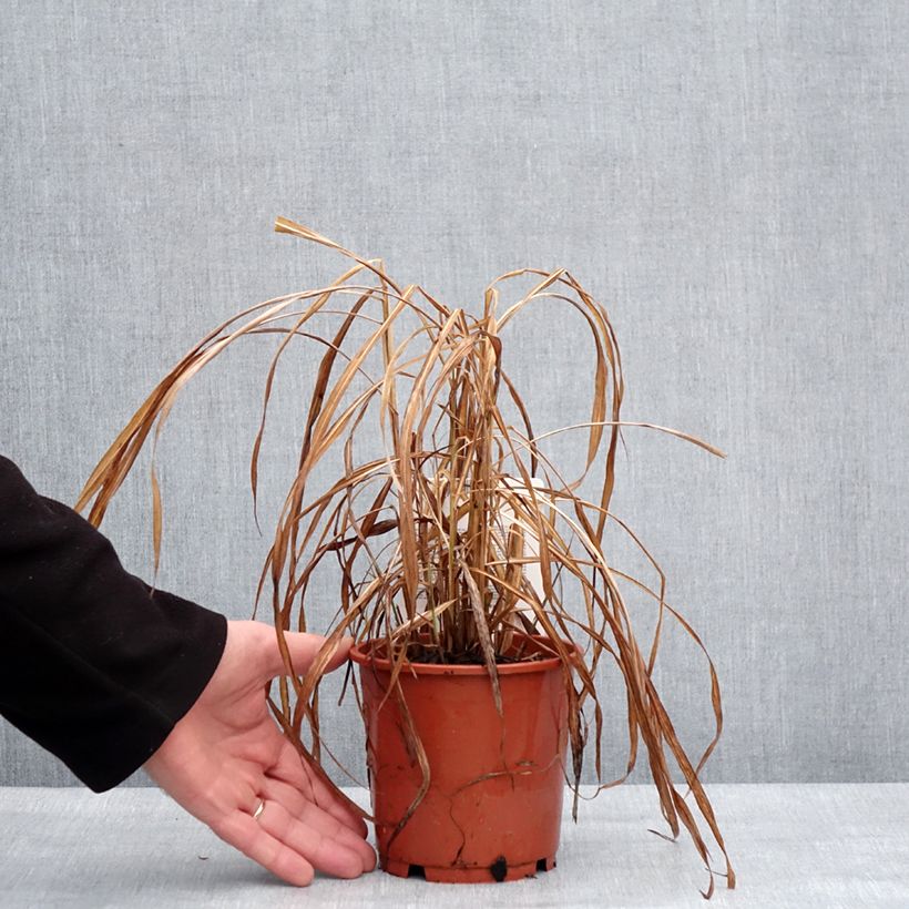Amostra de Miscanthus sinensis Ghana - Roseau de Chine Vaso de 1 L/1,5 L tal como entregue no inverno