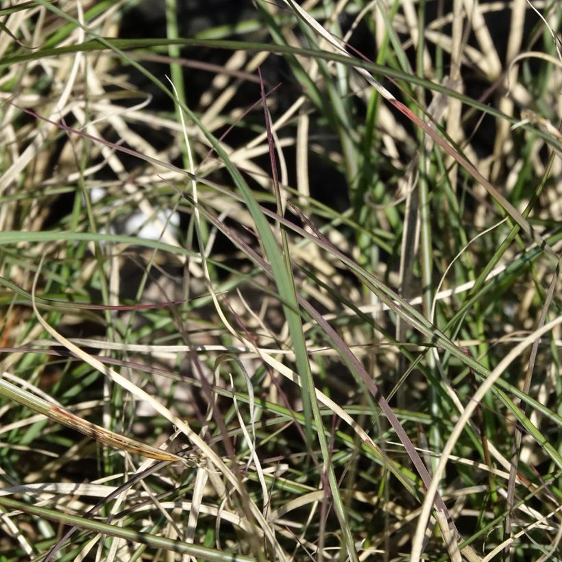 Miscanto sinensis Gnom (Folhagem)