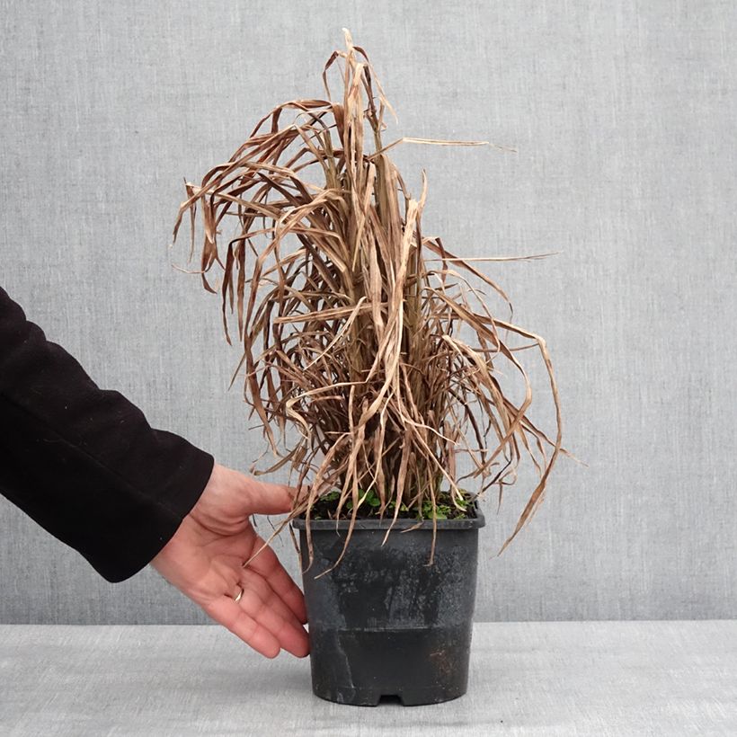 Amostra de Miscanto sinensis Gold Bar Vaso de 2 L/3 L tal como entregue no inverno