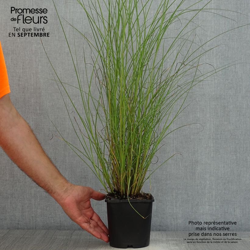Amostra de Miscanto sinensis Gracillimus Vaso de 2 L/3 L tal como entregue no verão