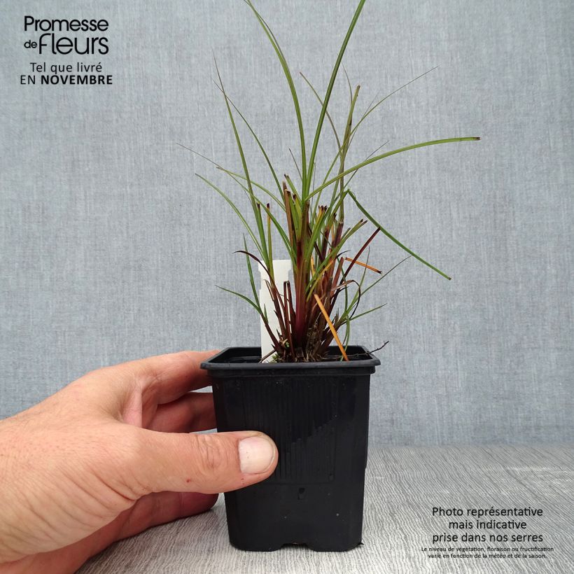 Amostra de Miscanto sinensis Gracillimus Vaso de 8/9 cm tal como entregue no outono