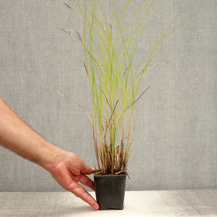 Amostra de Miscanto sinensis Gracillimus Vaso de 8/9 cm tal como entregue no verão