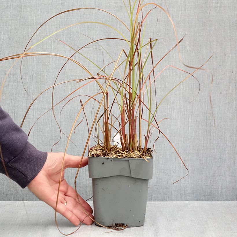 Amostra de Miscanto sinensis Gracillimus Vaso de 2 L/3 L tal como entregue no outono