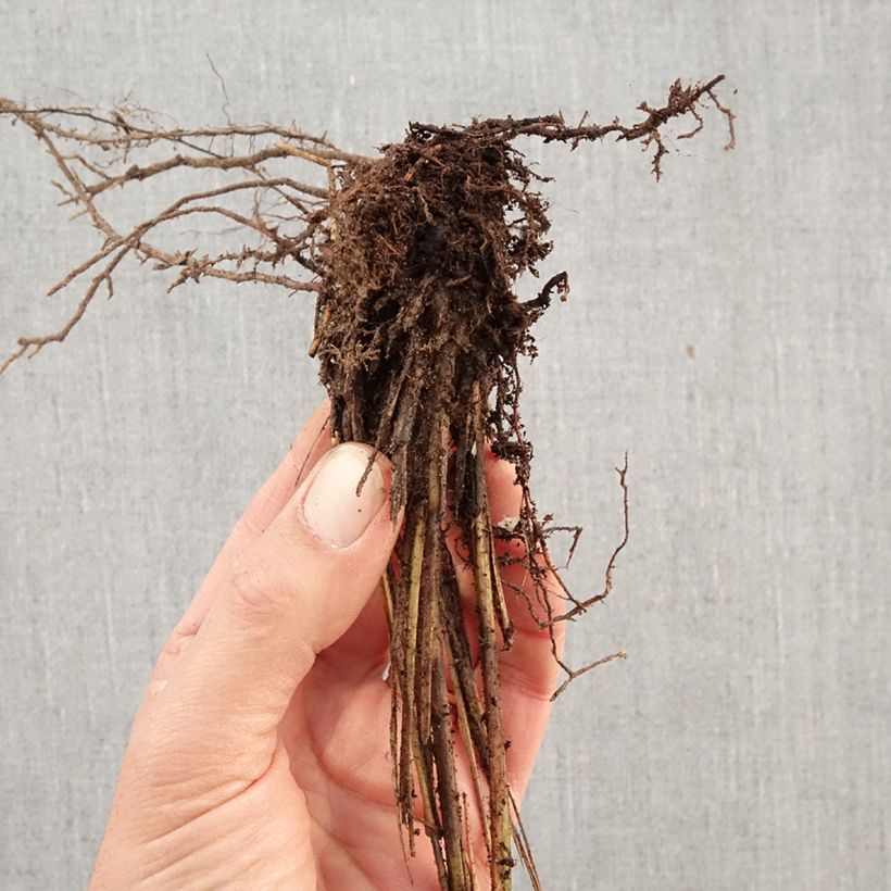 Amostra de Miscanto sinensis Gracillimus Raízes nuas tal como entregue no inverno