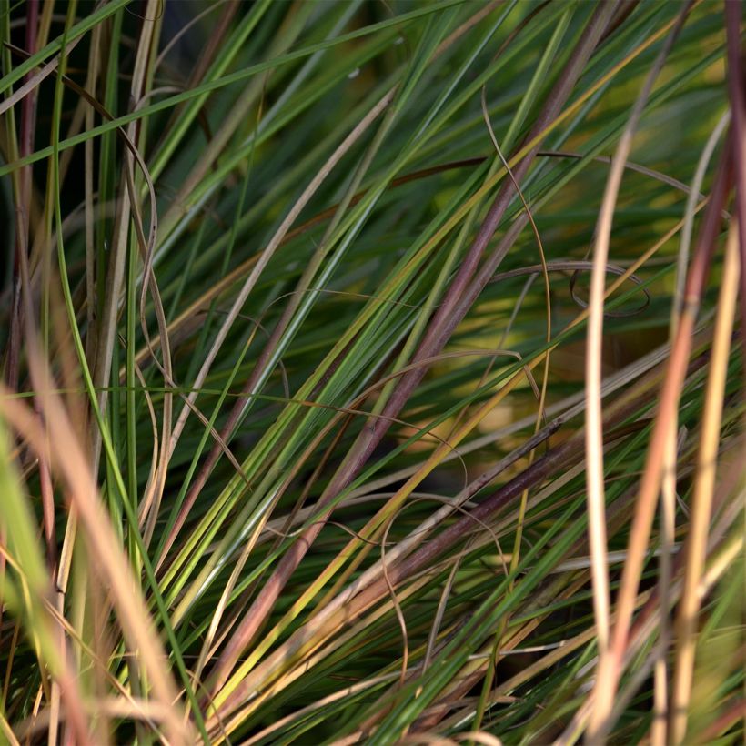 Miscanto sinensis Gracillimus (Folhagem)