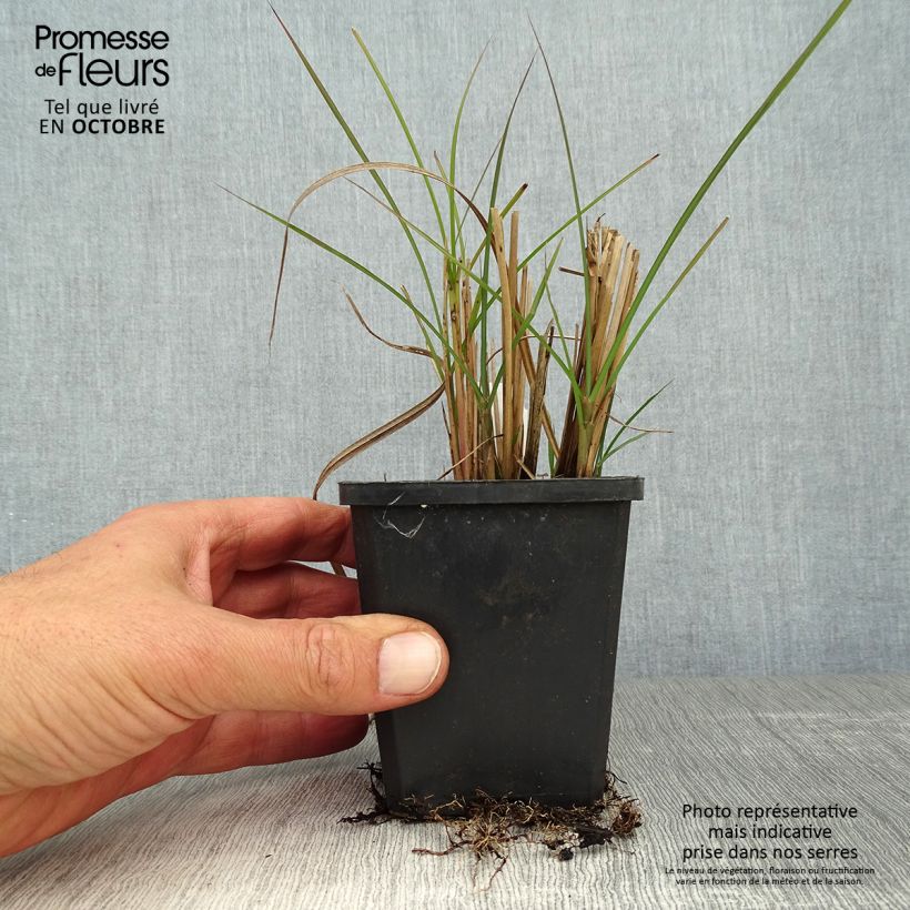 Amostra de Miscanto sinensis Graziella Vaso de 8/9 cm tal como entregue no outono