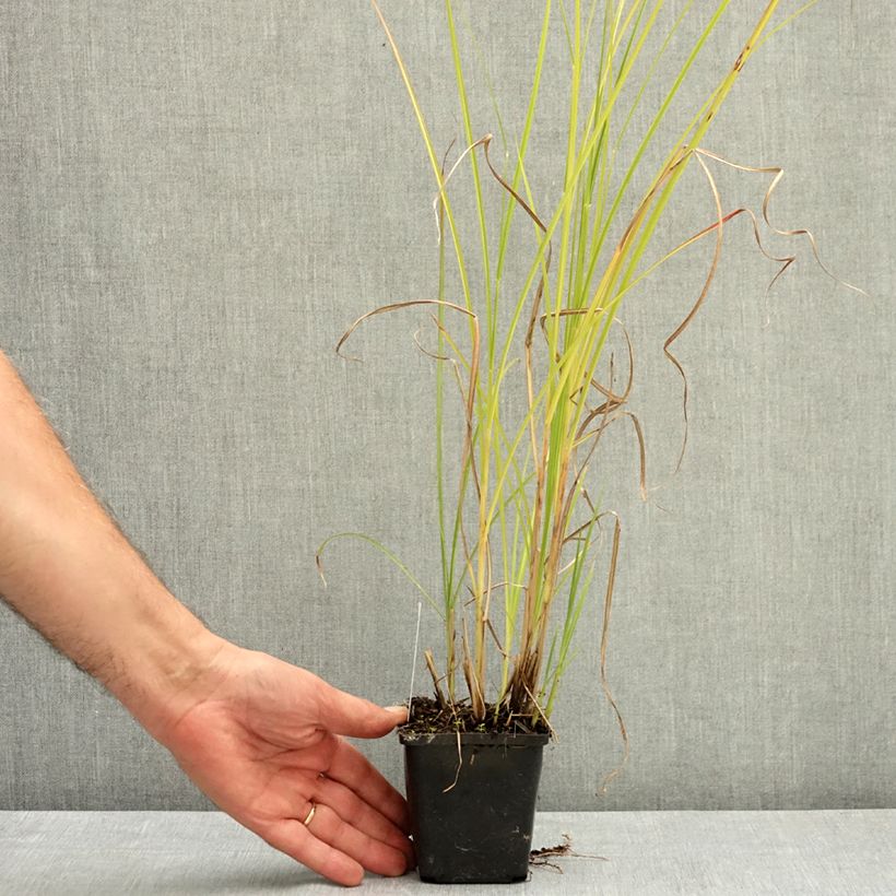 Amostra de Miscanto sinensis Grosse Fontäne Vaso de 8/9 cm tal como entregue no verão