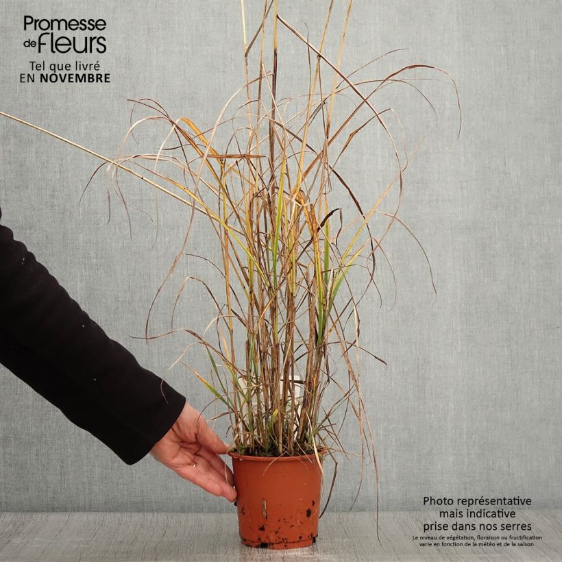 Amostra de Miscanthus sinensis Kaskade - Roseau de Chine Pot de 1L/1,5L tal como entregue no outono