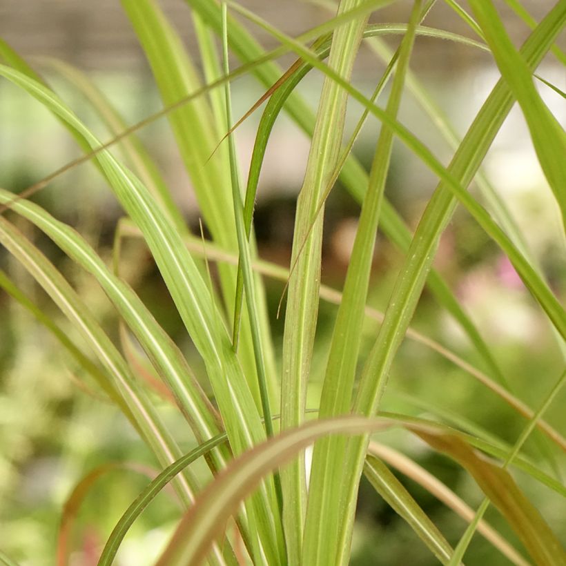 Miscanto sinensis Kaskade (Folhagem)