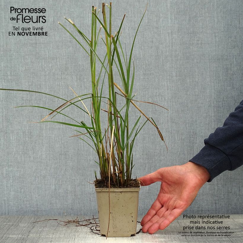 Amostra de Miscanto sinensis Kleine Fontäne Vaso de 8/9 cm tal como entregue no outono
