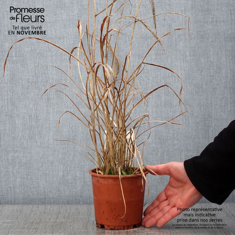 Amostra de Miscanthus sinensis Kleine Fontäne (Petite Fontaine) Pot de 1L/1,5L tal como entregue no outono