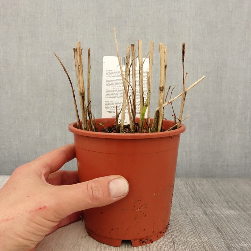 Amostra de Miscanto sinensis Kleine Fontäne Vaso de 1 L/1,5 L tal como entregue na primavera