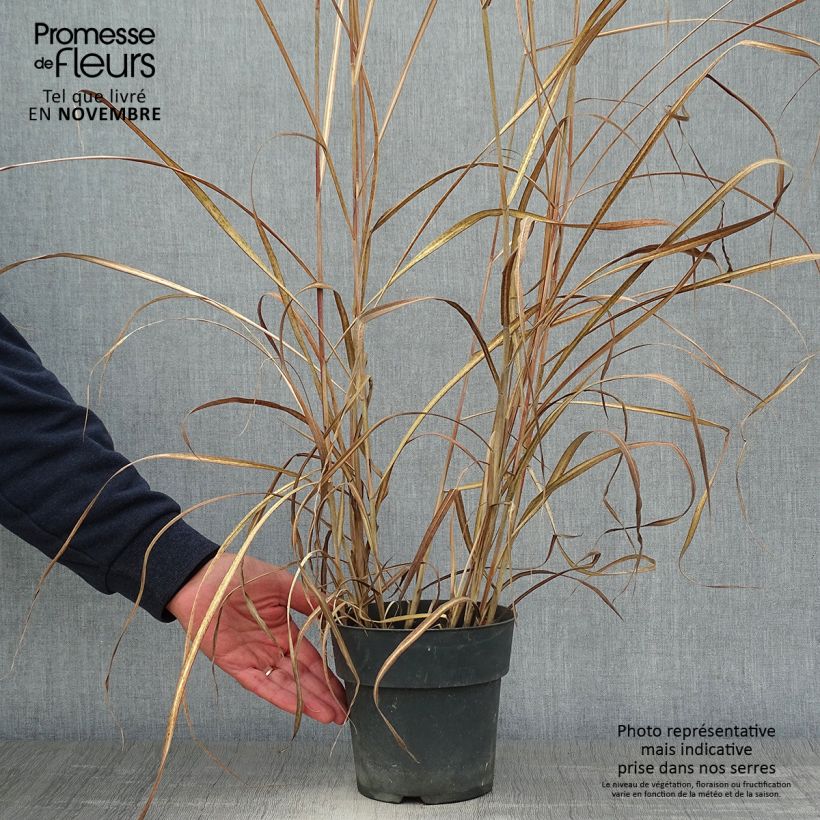 Amostra de Miscanto sinensis Kleine Fontäne Vaso de 3 L/4 L tal como entregue no outono