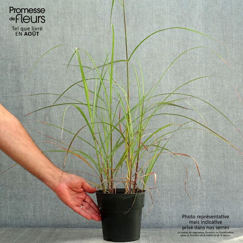 Amostra de Miscanto sinensis Kleine Fontäne Vaso de 3 L/4 L tal como entregue no verão