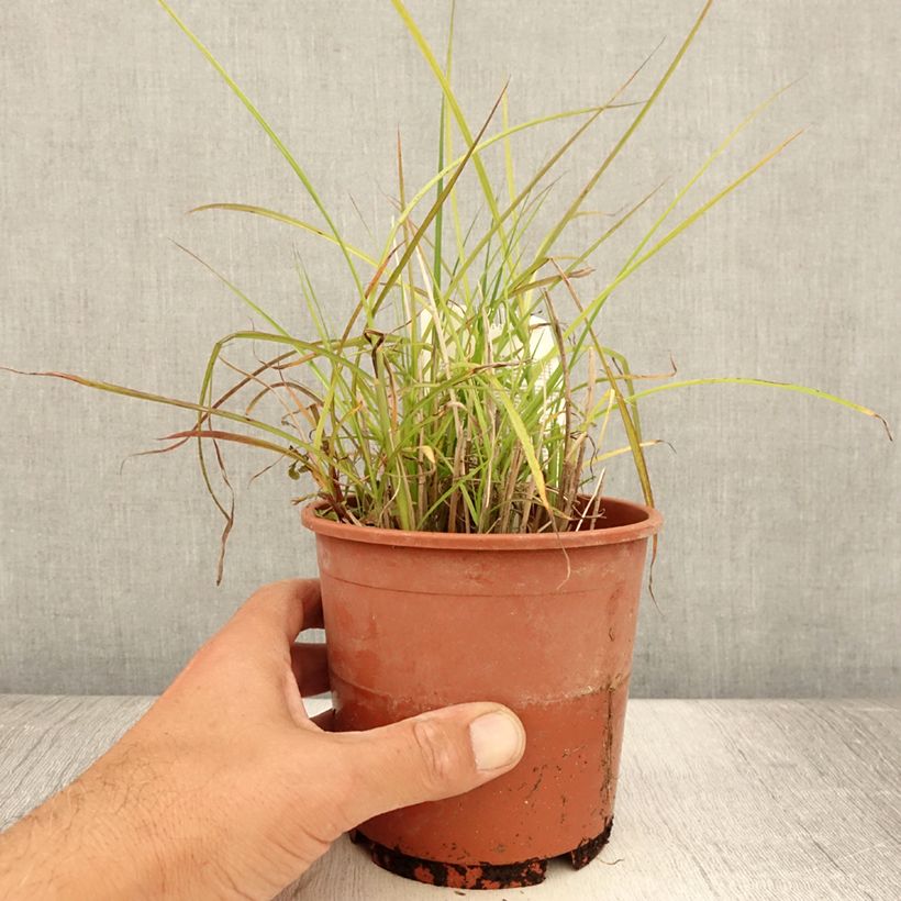 Amostra de Miscanto sinensis Kleine Silberspinne Vaso de 1 L/1,5 L tal como entregue no verão
