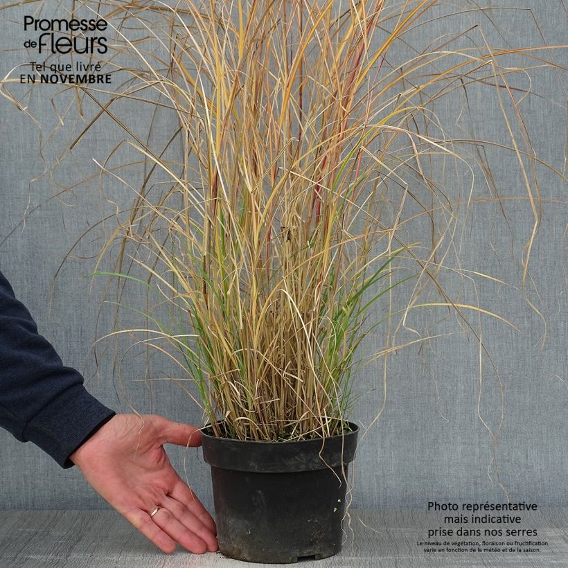Amostra de Miscanto sinensis Kleine Silberspinne Vaso de 4 L/5 L tal como entregue no outono