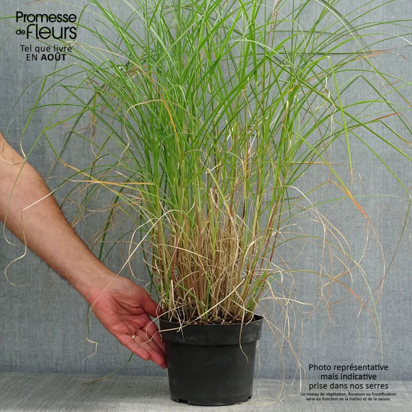 Amostra de Miscanto sinensis Kleine Silberspinne Vaso de 4 L/5 L tal como entregue no verão