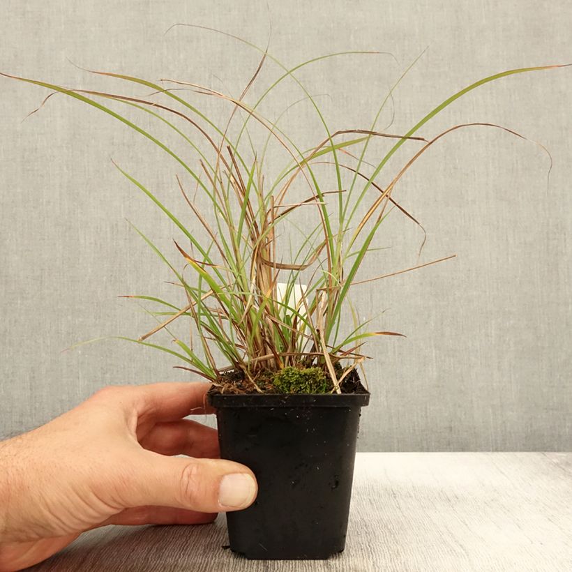 Amostra de Miscanto sinensis Krater Vaso de 8/9 cm tal como entregue no outono