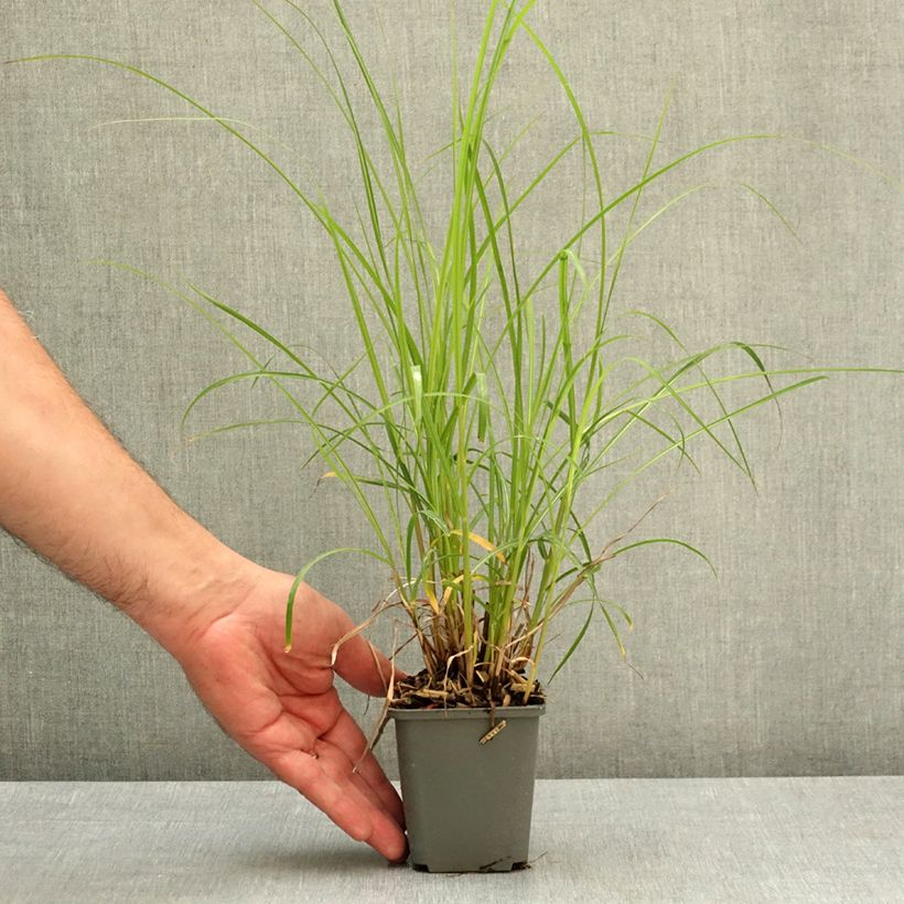 Amostra de Miscanto sinensis Little Miss Vaso de 8/9 cm tal como entregue na primavera