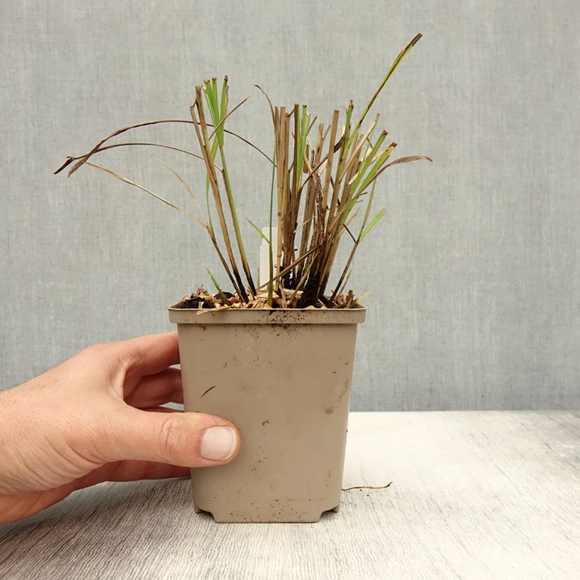 Amostra de Miscanto sinensis Little Miss Vaso de 8/9 cm tal como entregue no outono