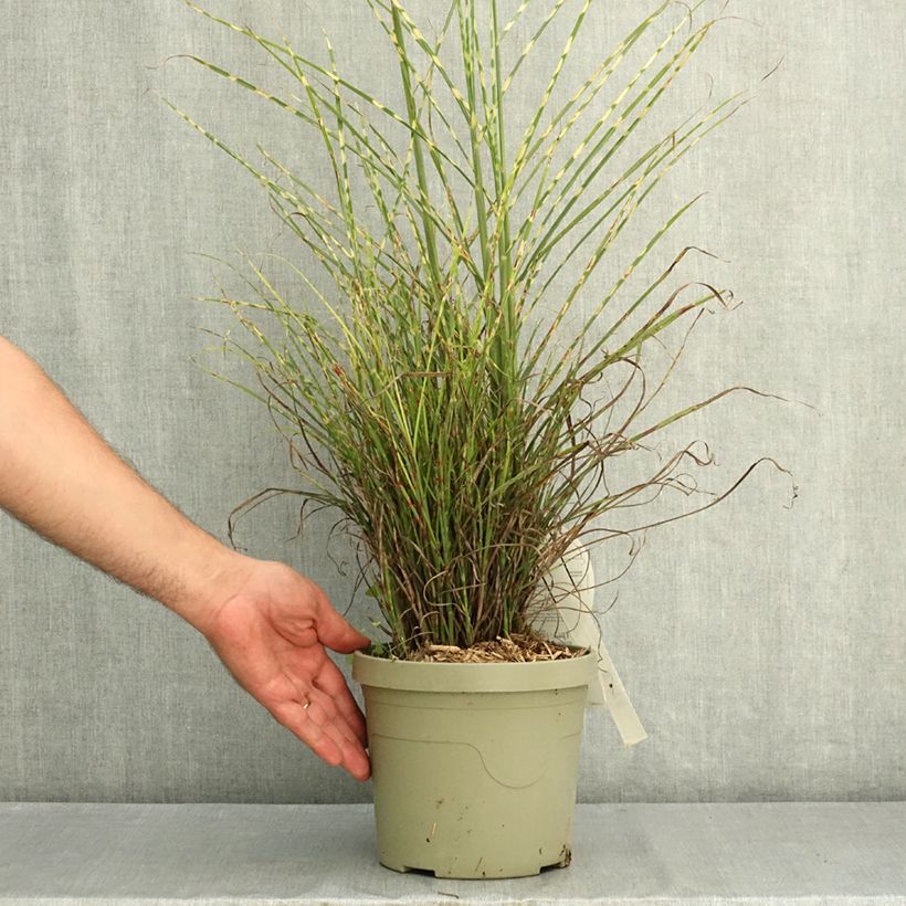 Amostra de Miscanthus sinensis Little Tiger Vaso de 3 L/4 L tal como entregue no verão