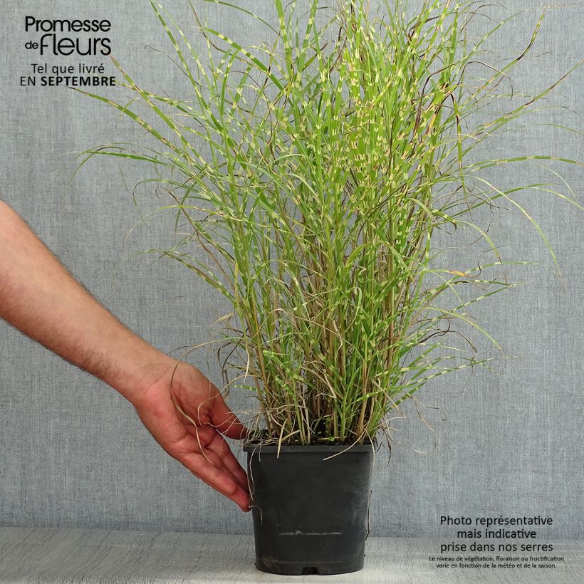 Amostra de Miscanto sinensis Little Zebra Vaso de 2 L/3 L tal como entregue no verão