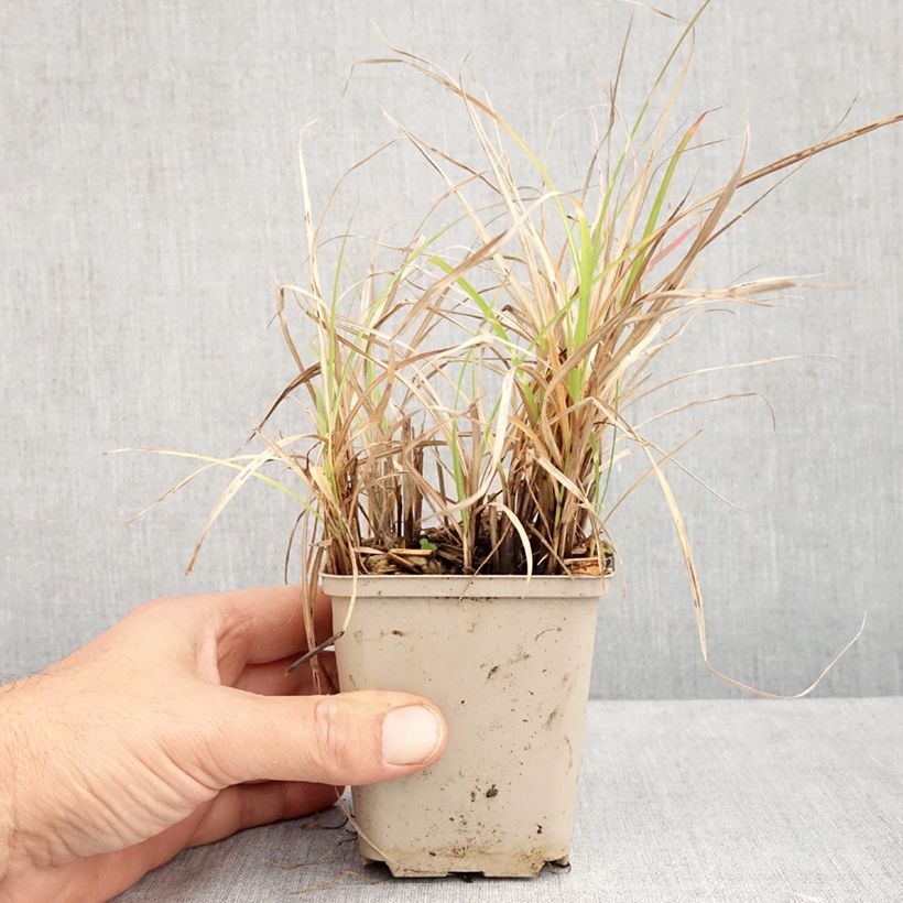 Amostra de Miscanto sinensis Little Zebra Vaso de 8/9 cm tal como entregue no outono