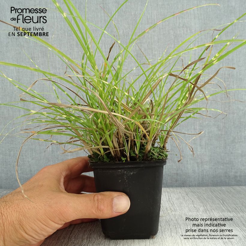 Amostra de Miscanto sinensis Little Zebra Vaso de 8/9 cm tal como entregue no verão