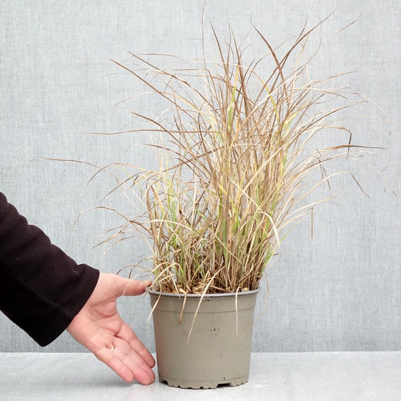 Amostra de Miscanto sinensis Little Zebra Vaso de 2 L/3 L tal como entregue no outono