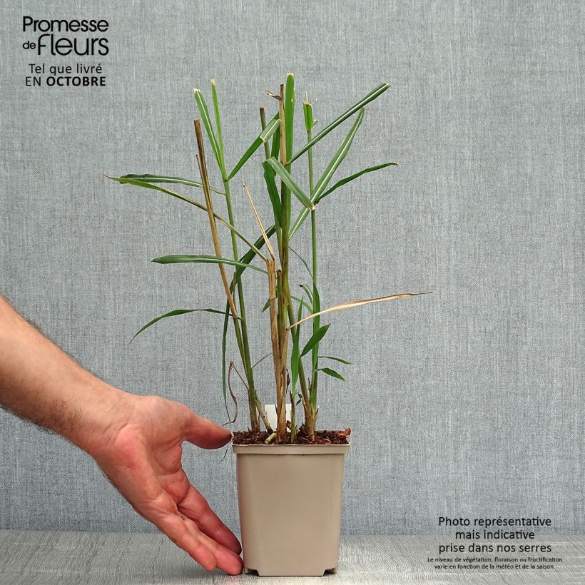 Amostra de Miscanto sinensis Malepartus Vaso de 8/9 cm tal como entregue no outono