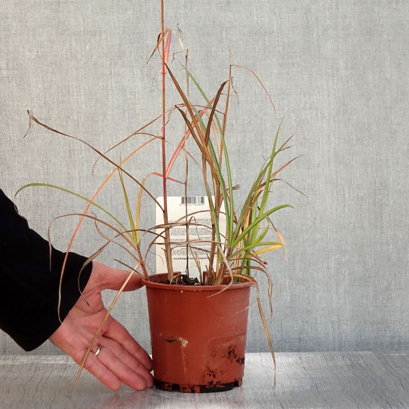 Amostra de Miscanto sinensis Malepartus Vaso de 1 L/1,5 L tal como entregue no outono